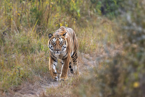 A tiger gazes directly at the camera while walking down a dirt path through grasses.